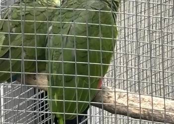 Amazonki niebieskoczelne , pąsowe , białoczelne