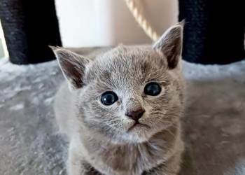 Rosyjskie niebieskie z rod 5 pok wstecz Bijou*pl