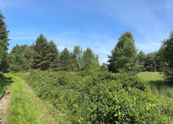 Działka w otulinie lasu