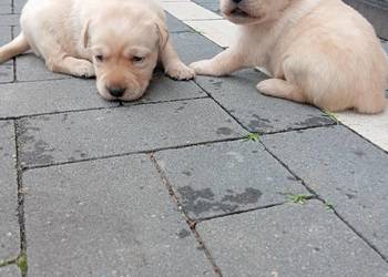 Labrador retriever szczeniak z rodowodem