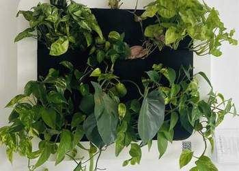 Wertykalny ogród 85x65cm na ścianę