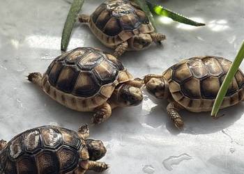 Żółw lądowy, żółwie lądowe | transport