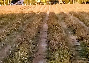 Jas karłowy po suszarni jak i pod zasiew