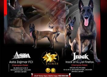 Owczarek belgijski Malinois FCI. Zapowiedz miotu.