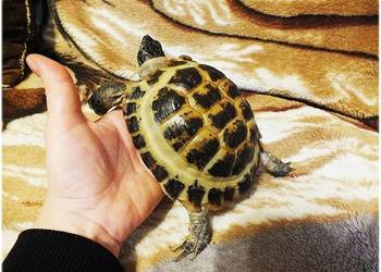 Żółw stepowy samica 5 lat