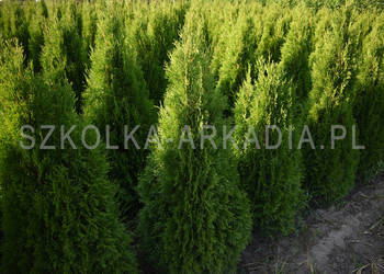Tuja Smaragd Szmaragd Thuja, Żywotnik zachodni, 140cm-200cm