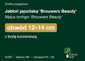 Jabłoń japońska 'Brouwers Beauty' obwód 12-14 cm, z bryłą – HURT
