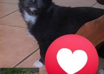 Chihuahua sunia długowłosa FCI