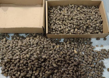 Pszczoła murarka, kokony, faktura VAT RR, integrowana produkcja