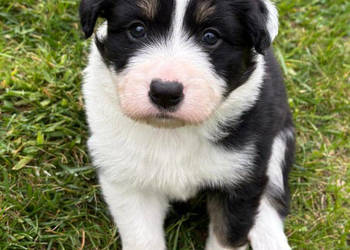 Border Collie - piesek BAGI - z hodowli NEGRESSE