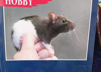 Szczury hobby książki kolekcjonerskie księgarnia Praga unika