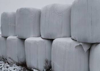 Sianokiszonka bele 120