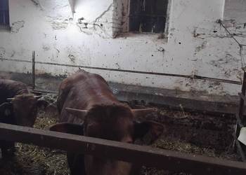 Sprzedam rozpłodnika 100%limusine