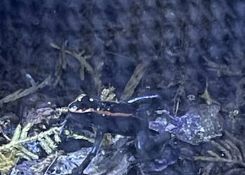 Phyllobates Vittatus