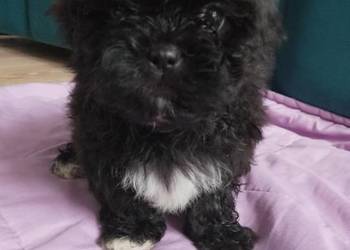 Piesek Shih Tzu z rodowodem