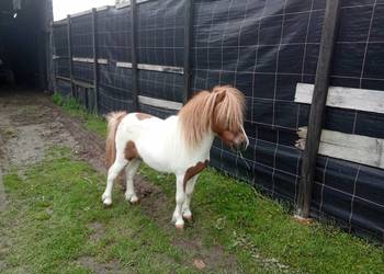 Kucyk konik ogierek