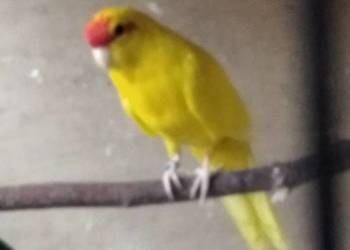 Modrolotki pary sprzedam