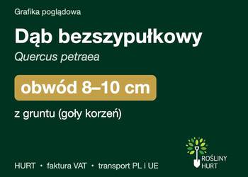 Dąb bezszypułkowy (Quercus petraea) obwód 8-10 cm, z gruntu – HURT