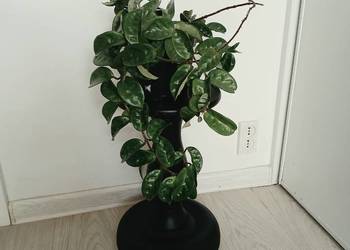 Hoya hoja Krinkle 8 duża sadzonka w doniczce o średnicy 15 cm