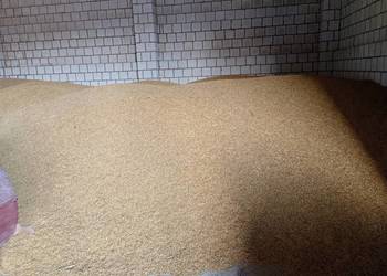 Owies Bingo  na siew pasze lub  palenie w piecu .