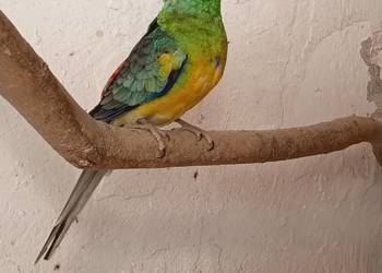 Sprzedam samca świergotki