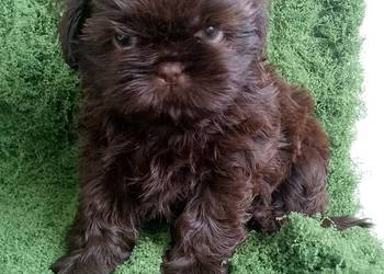 GOTOWA D O ODBIORU Przepiękna czekoladowa suczka rasy Shih-Tzu