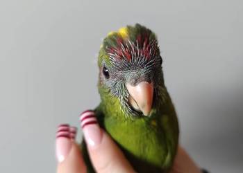 Papuga ręcznie karmiona oswojona..