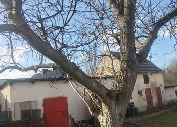 Orzech włoski do sprzedania cena do uzgodnienia