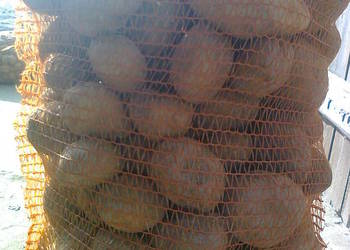 Ziemniaki Soraya, Bernina  oraz paszowe