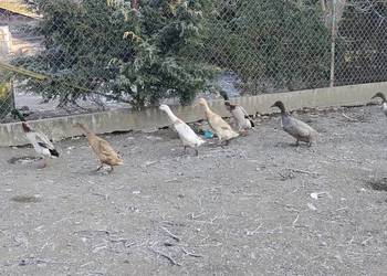 Biegusy indyjskie 25r