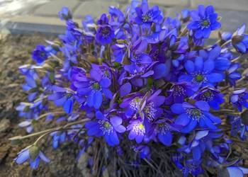 Przylaszczka  zakwitnie na wiosnę