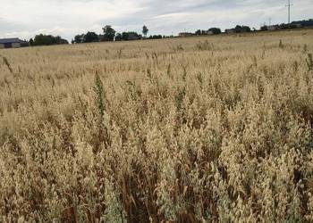 Owies z soczewicą zboże do palenia