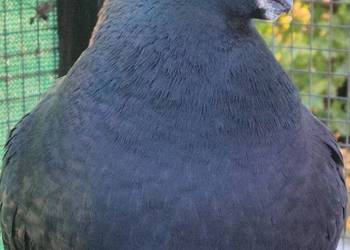 Gołębie ozdobne - Show Racery