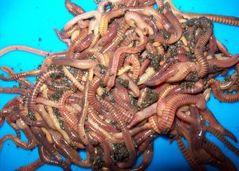 Dżdżownice kalifornijskie Bursztynowe