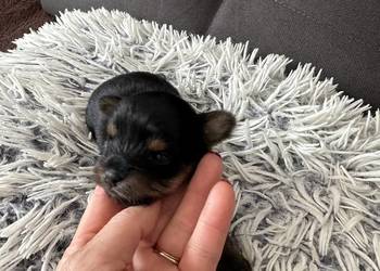 Yorkshire Terrier