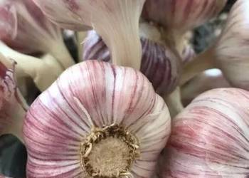 Czosnek Polski Harnaś Ornak Lubasza z własnej uprawy wysyłka