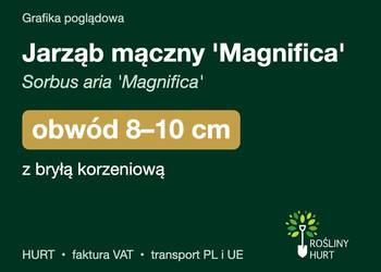 Jarząb mączny 'Magnifica' (Sorbus aria) obwód 8-10 cm, z bryłą – HURT