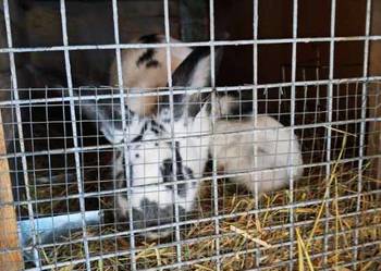 Samica z młodymi króliki polecam