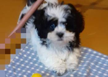 Mal shi piekny piesek