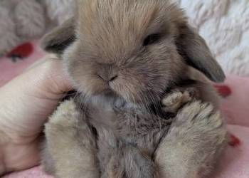 Mini lop królik miniaturka mały karzełek baranek króliki
