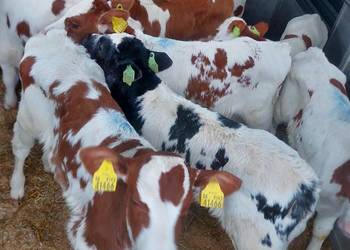 Sprzedam Cieleta miesne