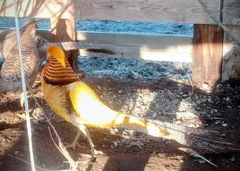 Jaja lęgowe barzantów bananowych