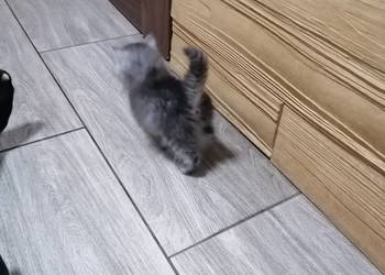 Kotek syberyjski Kotek syberyjski