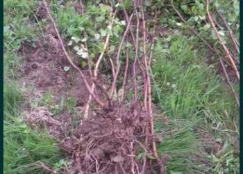 Brzoza sadzonki samosiejki Brzoza sadzonki samosiejki