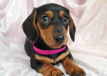 SUCZKA Jamnik krótkowłosy Czarna podpalana Kraków