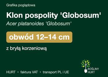 Klon pospolity 'Globosum' obwód 12-14 cm, z bryłą – HURT