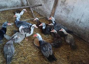 Kaczki i kaczory francuskie/piżmowe.