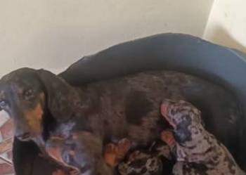 Jamniki merle krótkowłose