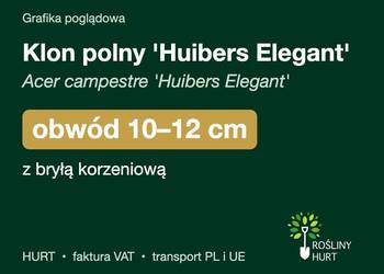 Klon polny 'Huibers Elegant' obwód 10-12 cm, z bryłą – HURT