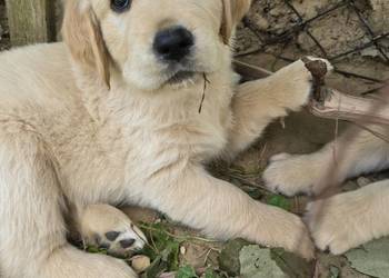 Golden retriver. Psiaki gotowe na nowy dom